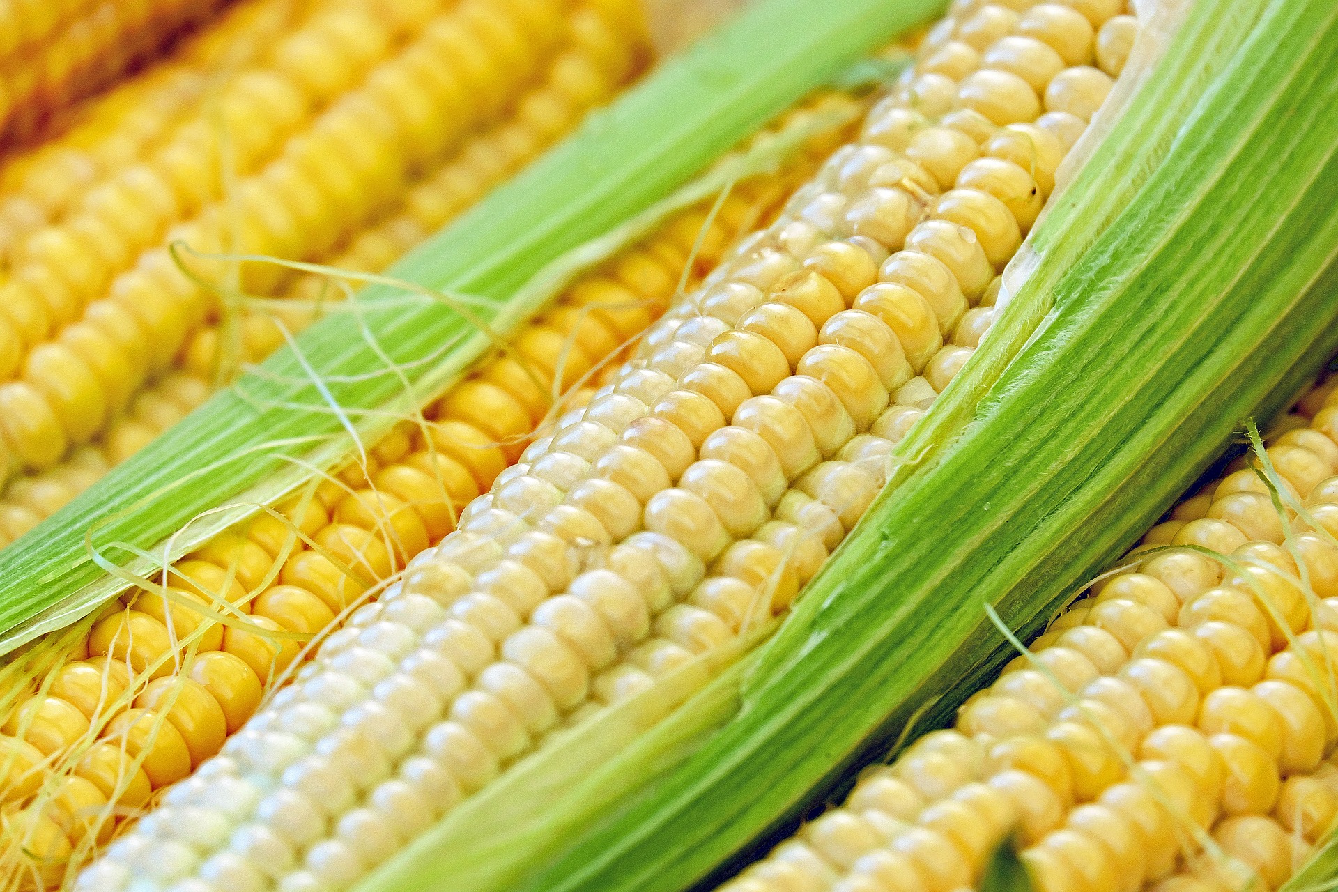 Read more about the article El 82 % del maíz en Colombia se importó